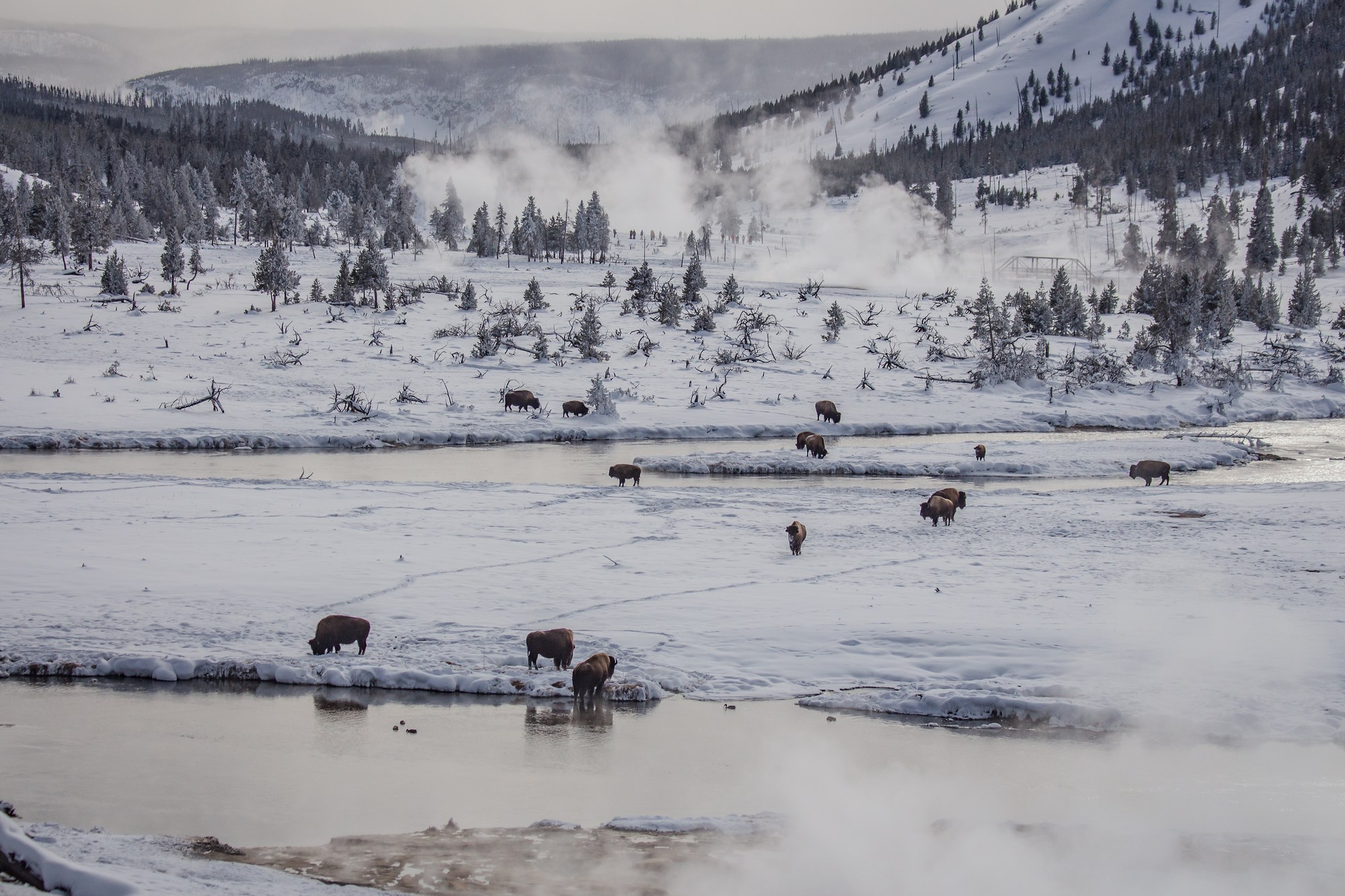 Buffalo Roaming