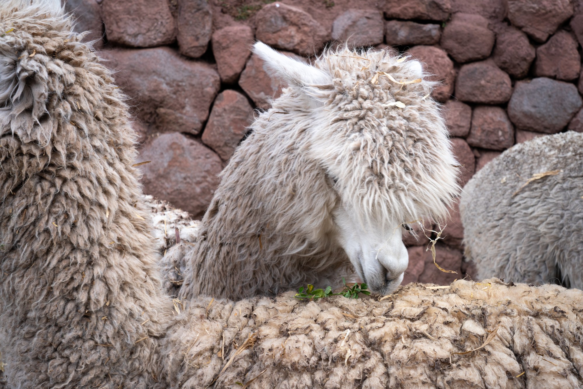 Cusco