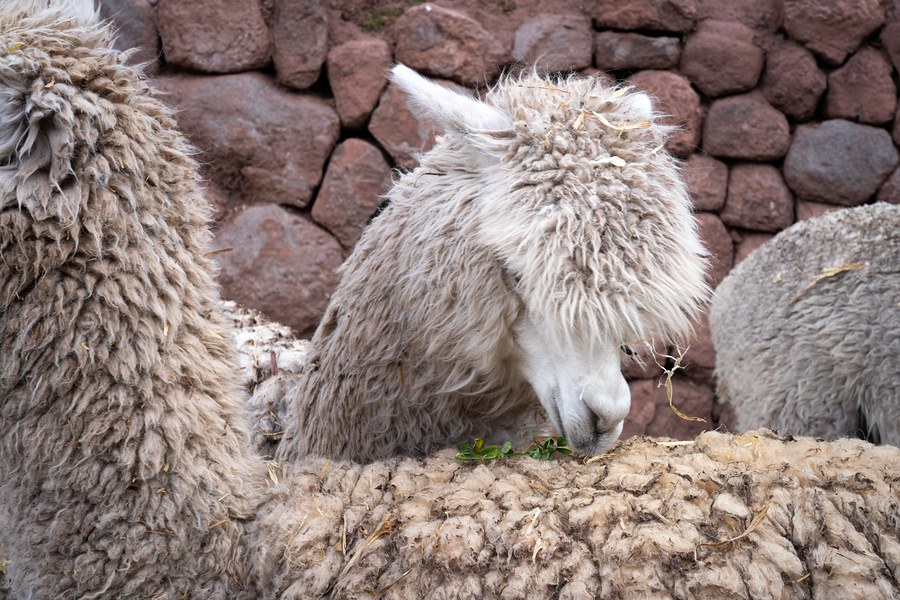 Cusco