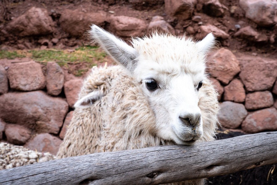 Cusco