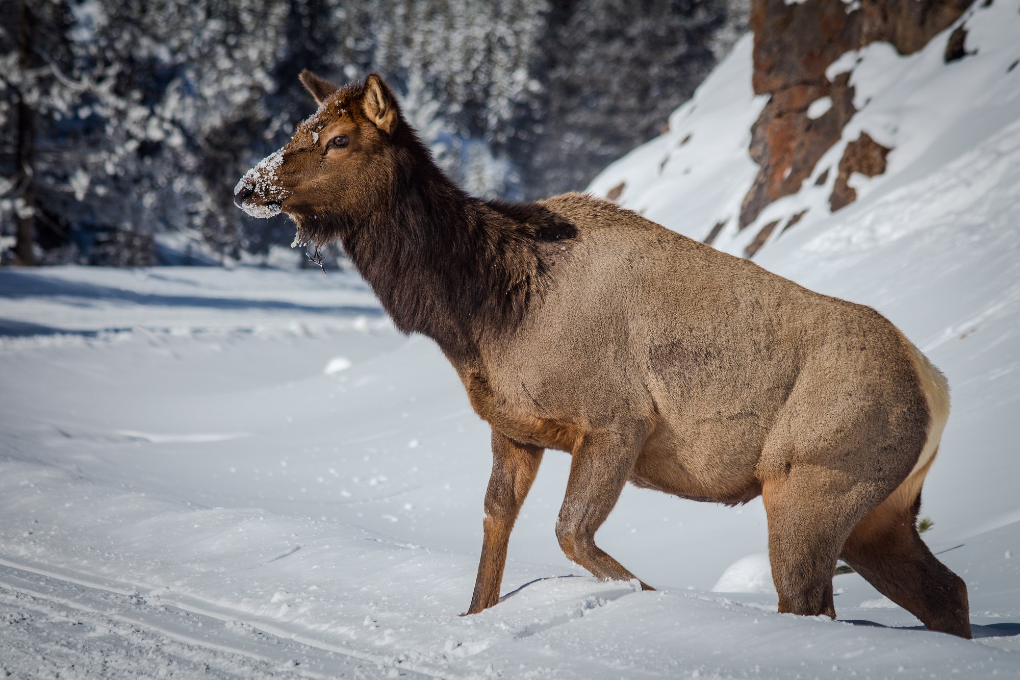 Elk
