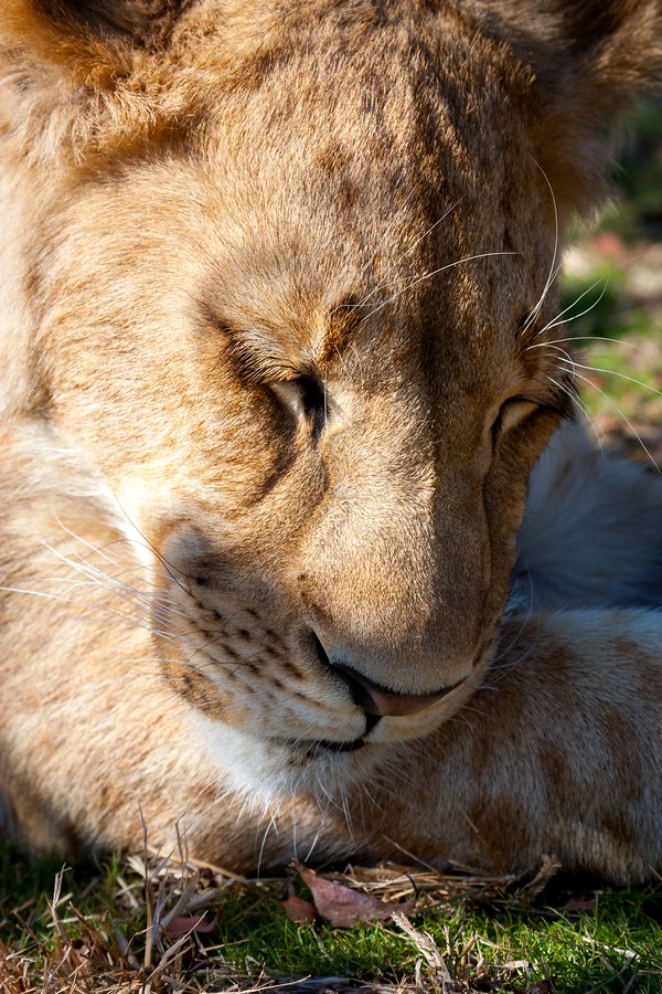 Lion