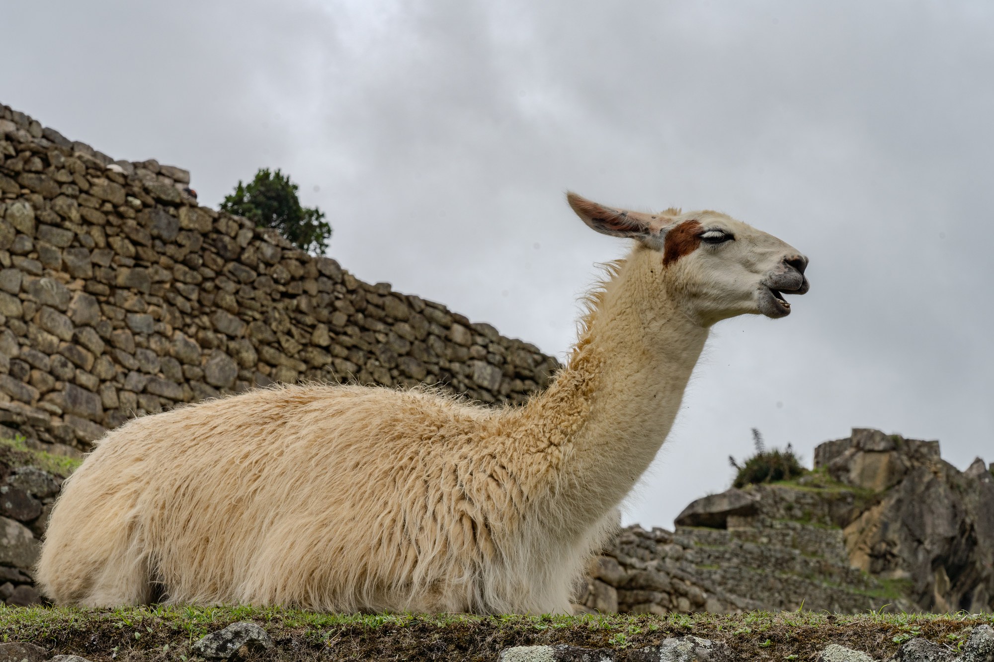 Machu Picchu - Circuit 2