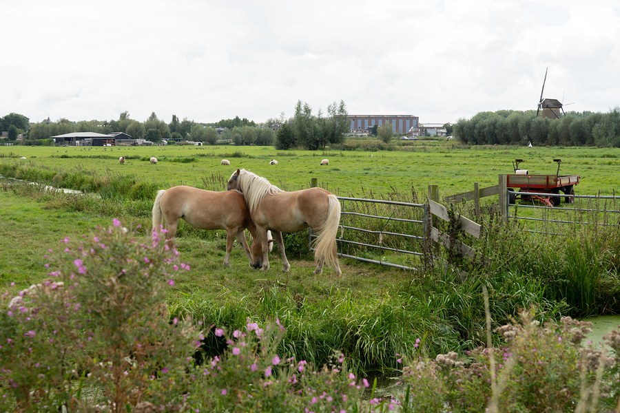 Animals