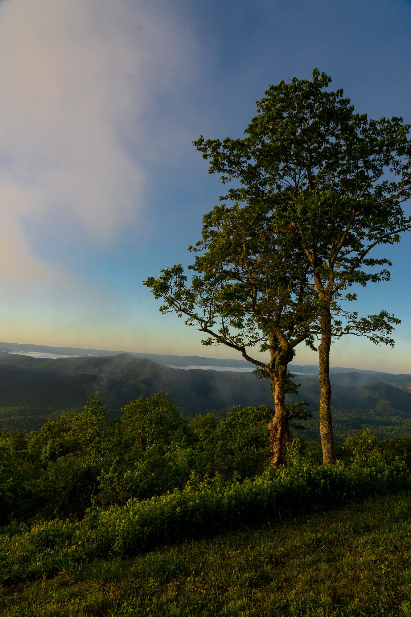 Dawn Trees at Pink Beds Overlook