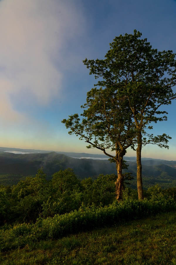 Dawn Trees at Pink Beds Overlook