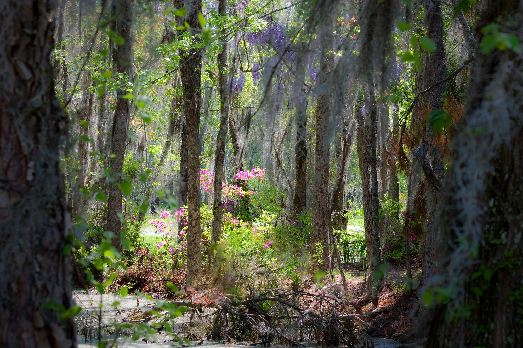 Magnolia Plantation