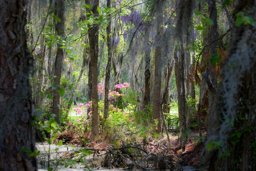 Magnolia Plantation