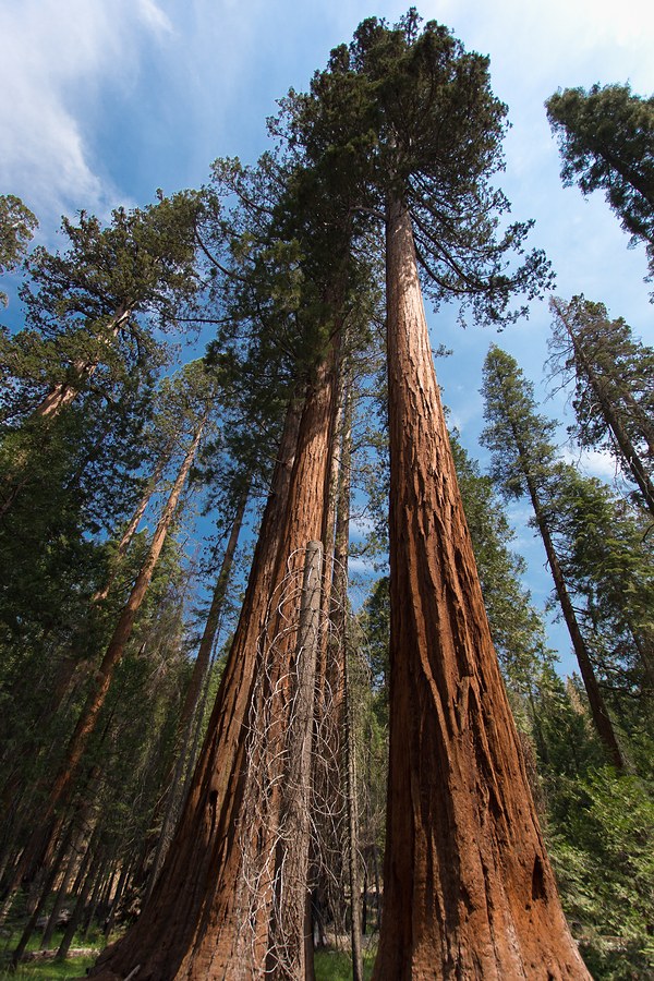 Yosemite National Park