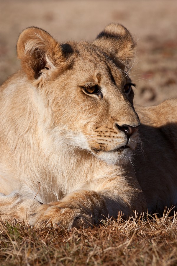 Lion