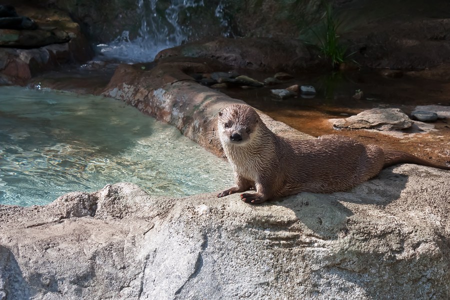 Sea Otter