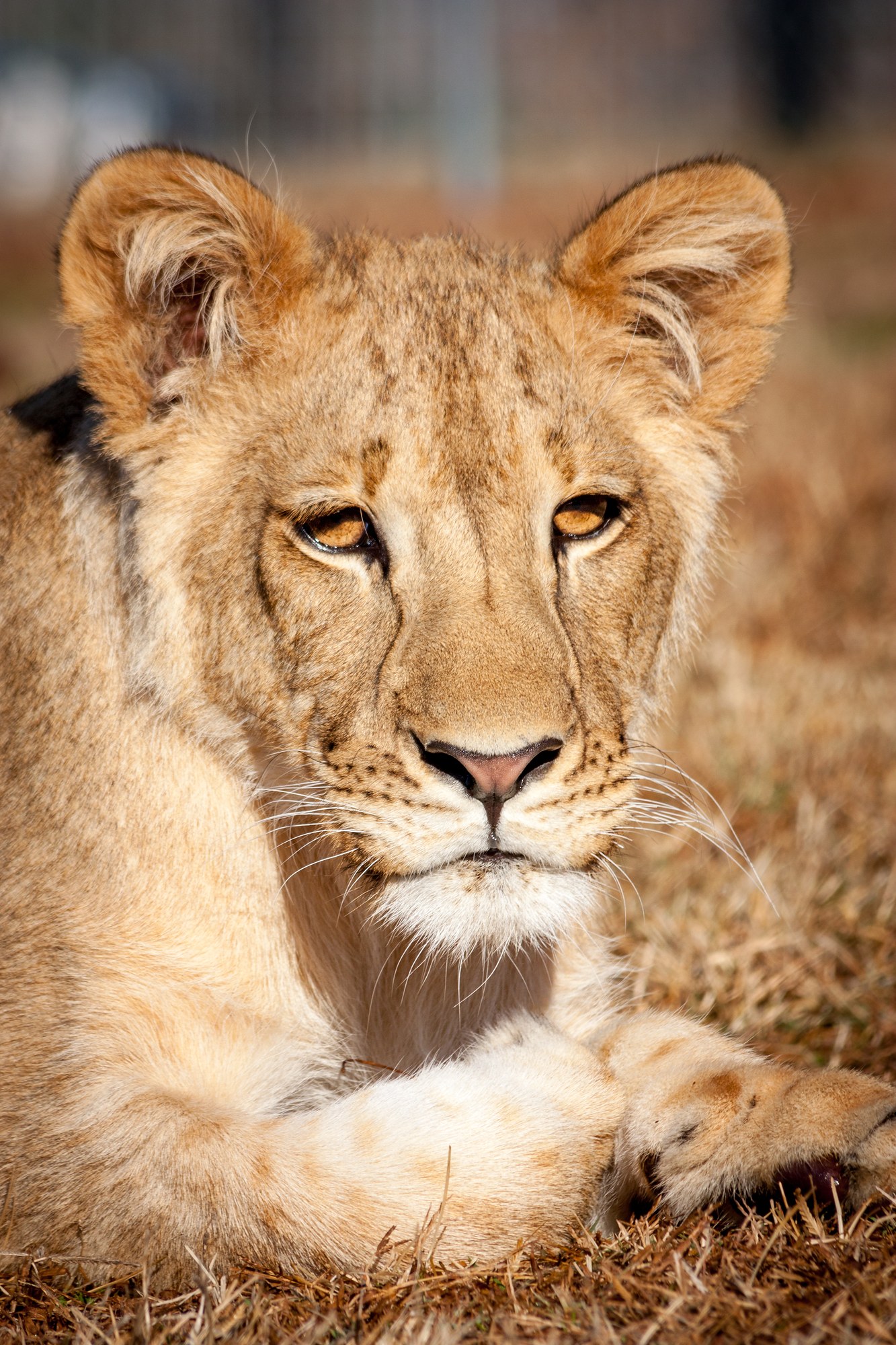 Lion