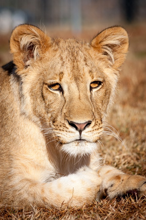 Lion