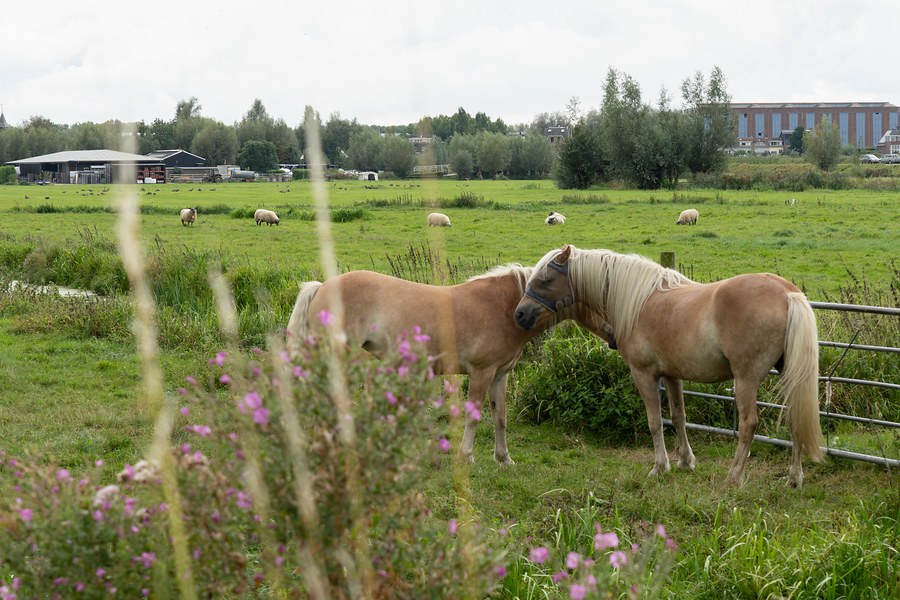 Netherlands