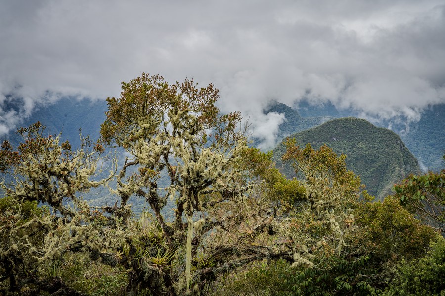 Machu Picchu Foliage