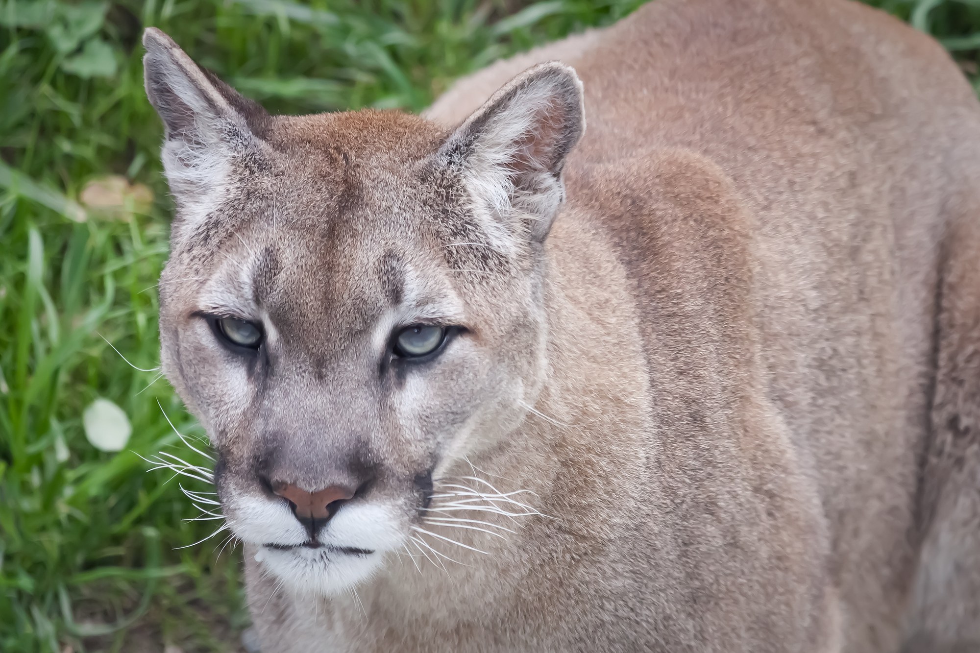 Mountain Lion