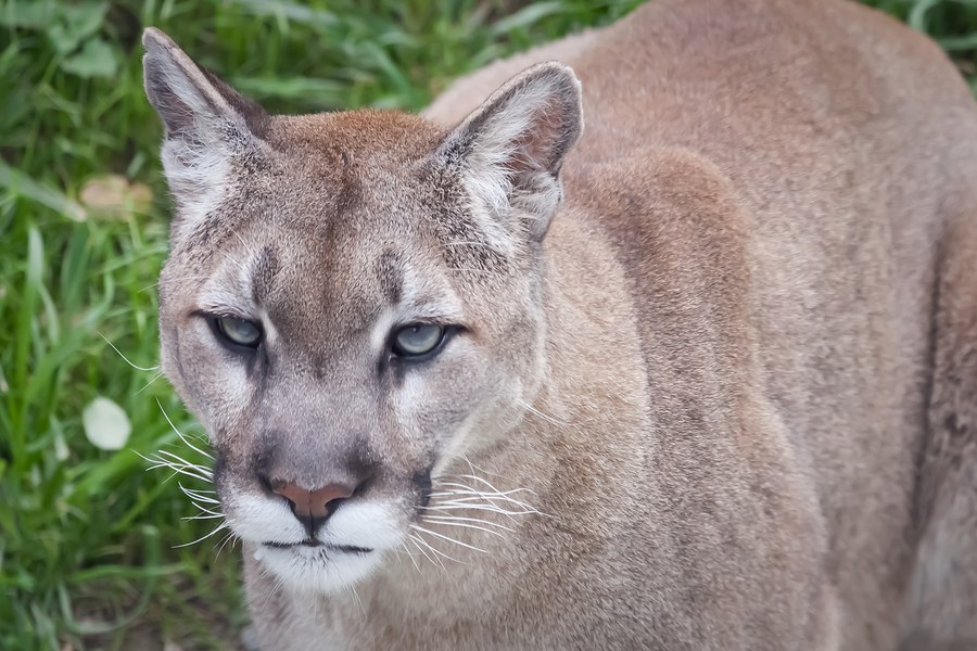 Mountain Lion