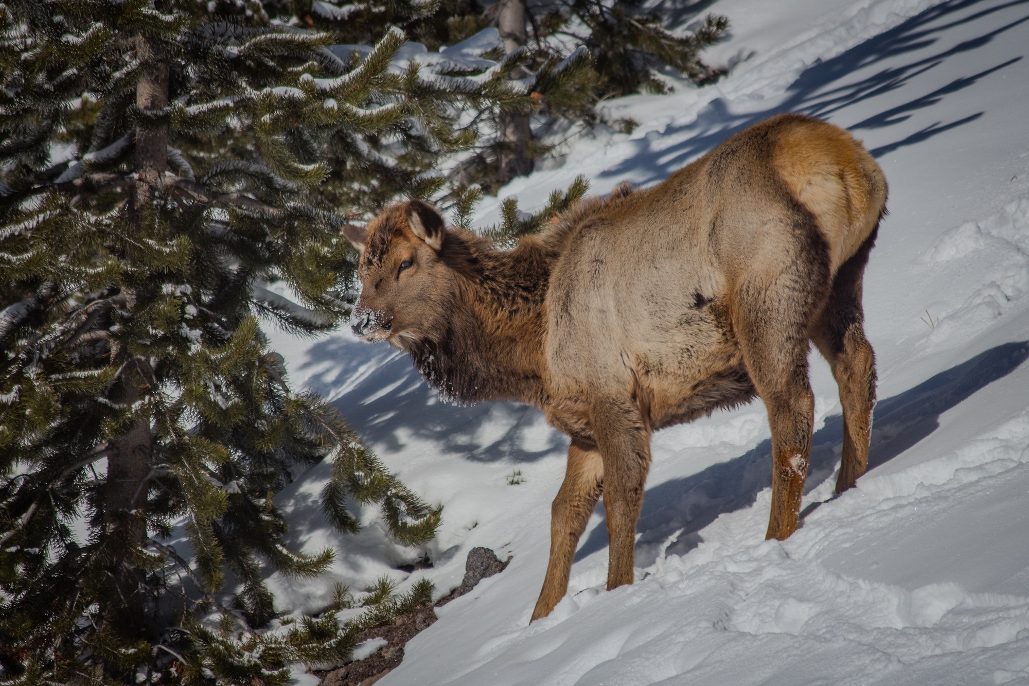 Elk