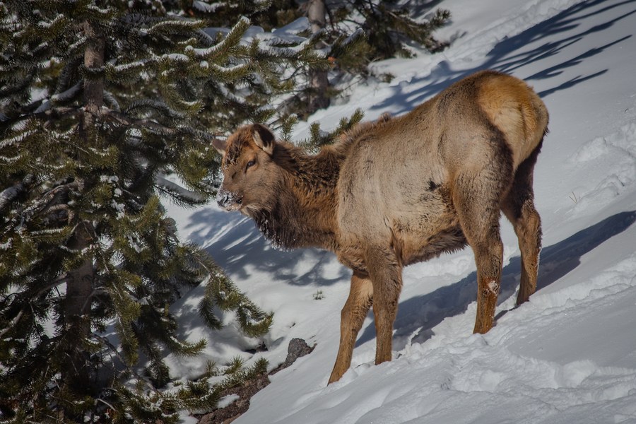 Elk