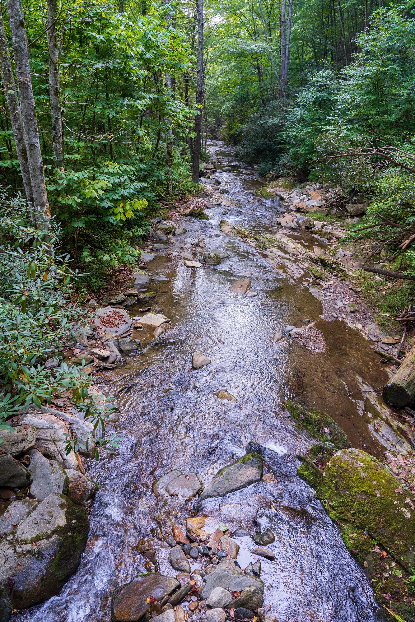 Lower Catawba Falls