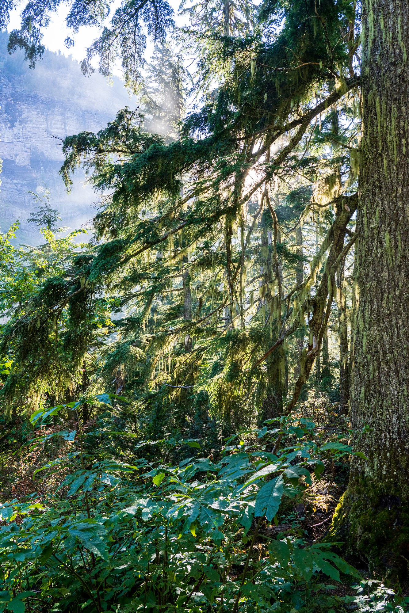 Avalanche Lake Trail